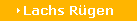 Lachs R�gen